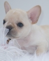 Adorable French bulldog pups